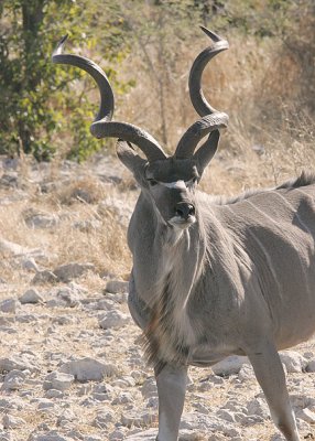 Etosha, Namibia  Kudu