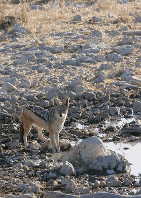 Etosha - we saw this jackal at the waterhole.