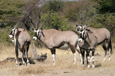 Etosha - Oryx (or Gemsbok)