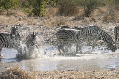 Etosha - Every time there are zebra together, there will be some horseplay!