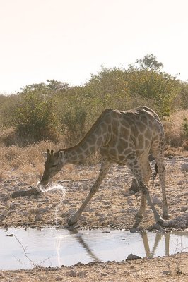 Etosha - Giraffe slinging the water after drinking