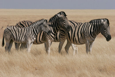 Zebras are like snowflakes with no 2 patterns alike.  Look at the rump of the little guy. Ive never seen that before.