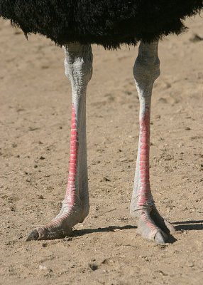 Have you ever looked at ostrich legs before?