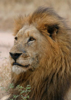 MM One of the Split Rock Male lions.  Styx Pride.