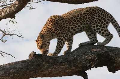 MalaMala leopard in tree