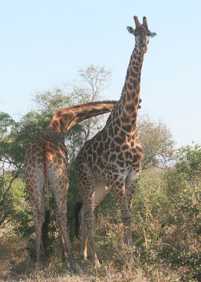 MM Giraffes necking. They are fighting. More info below.