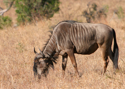MM Wildebeest or Gnu
