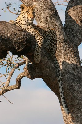 MM Very relaxed leopard in a tree.
