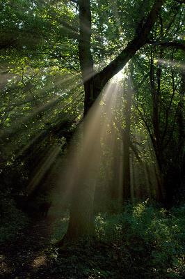 Sunlight splashing through the trees by jono slack