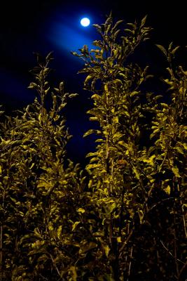 Night Apple Tree by Albert Yanowich Jr.