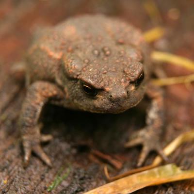 toad by Lou Smith