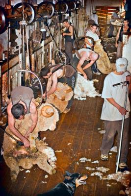 Shearing the Rams by Paul Rohal