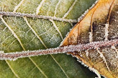 A frosty morning by Quentin Bargate