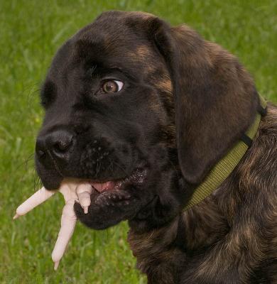 Jubal Swallowing a Chicken by Warren Sarle
