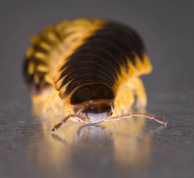 2nd place: Millipede by Warren Sarle