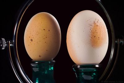 3rd: Egg in Mirror by Warren Sarle