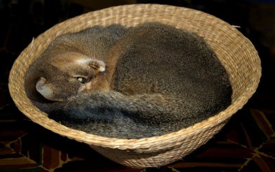 Cat in the basket by jono slack