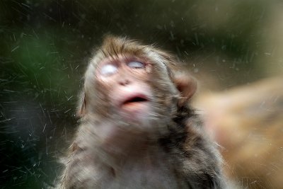 Swinging Monkey