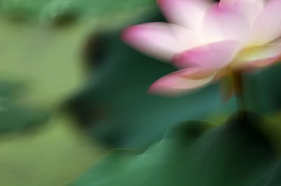 Gentle Breeze Upon Lotus