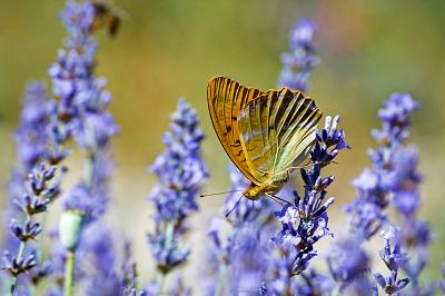 Butterfly on lavender - Senanque