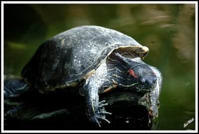 Red eared Turtle 