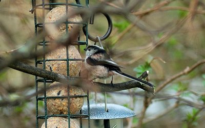 Long Tailed Tit 2