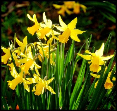 Daffodile's