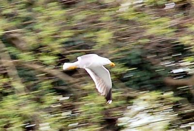 Fly Pass