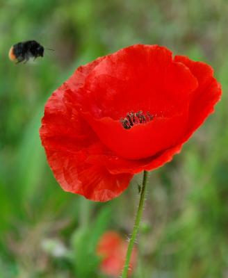 The Bee and the Poppy