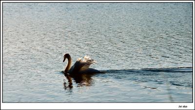 Lonesome swan