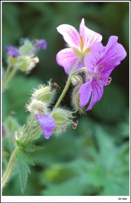 Geranium