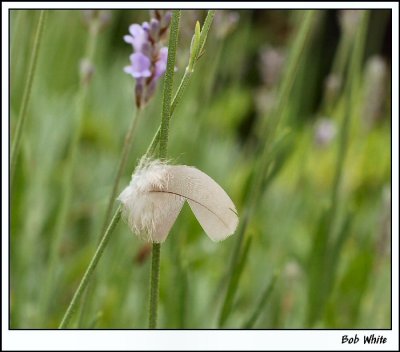 Amongst the Lavender