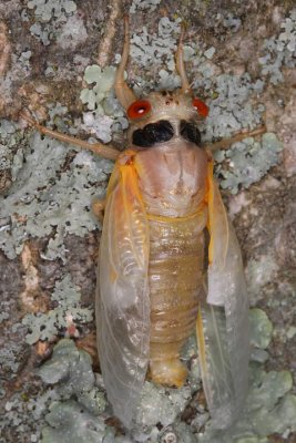 White Cicada