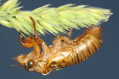 Cicada Exoskeleton