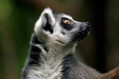 Ring-tailed Lemur