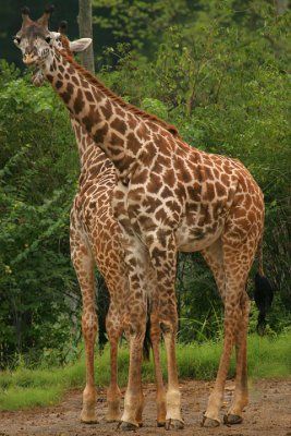 giraffe_4169.jpg