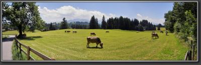 Swiss Cows