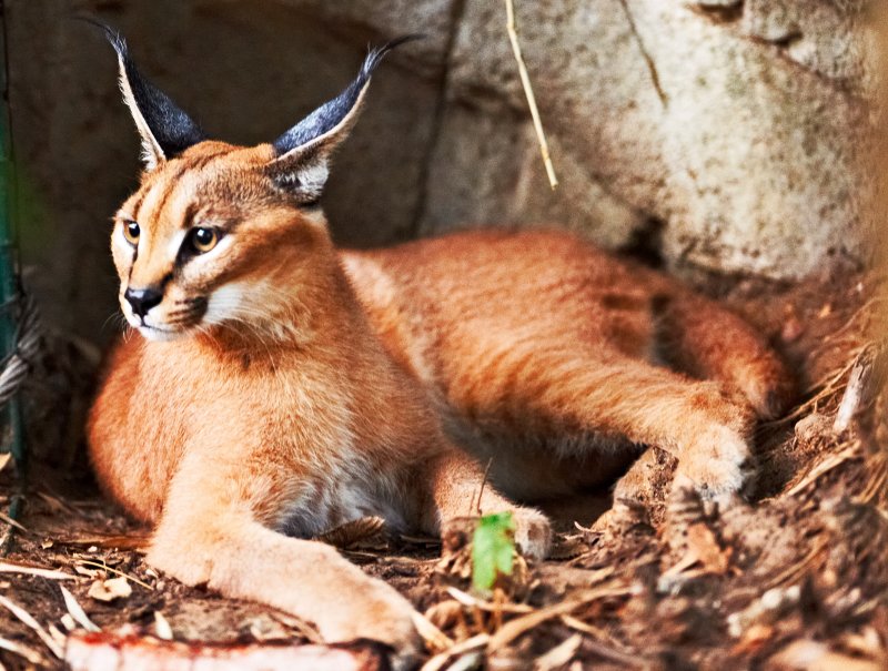 Caracal hiding