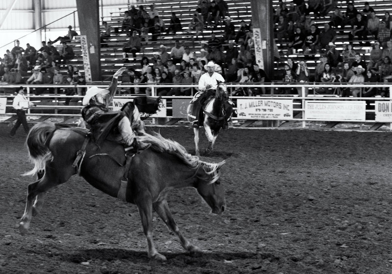 Brazoria County Fair bronco rider 01