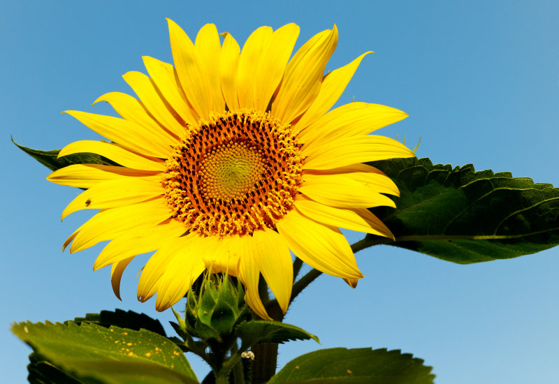 sunflower blue sky & bugs
