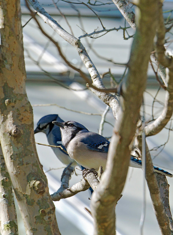 bluejay couple 03