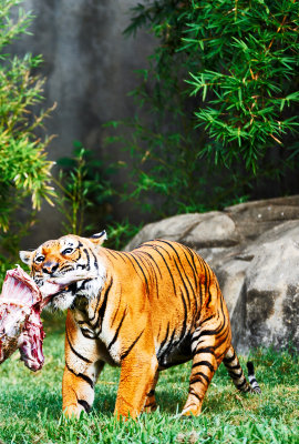 Indochinese Tiger feeding