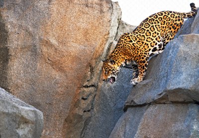 leopard on the rocks 01