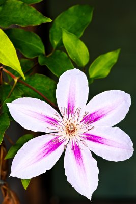 white purple clematis