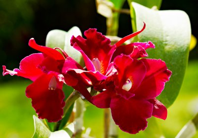 blc Mary Pyle