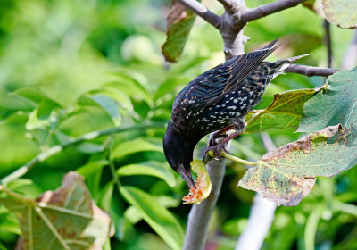 European Starling fig for supper
