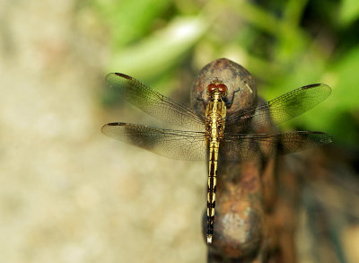 dragonfly b