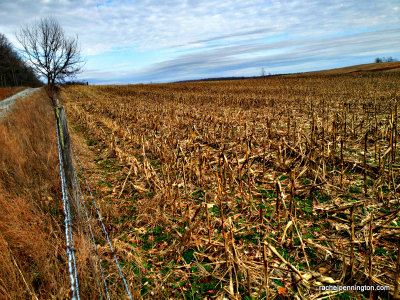 Field At Crockford Pigeon Mountain, Georgia