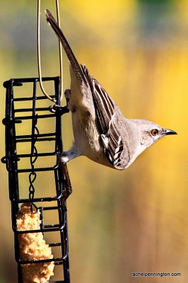 Feathered Friends