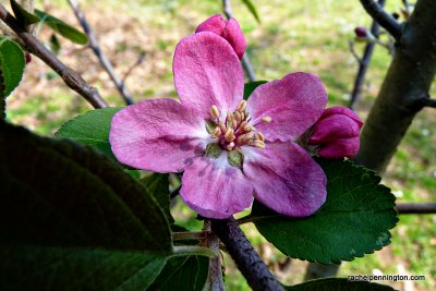 Profusion Crabapple Tree